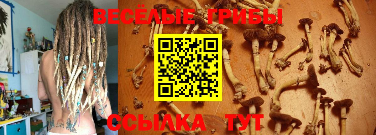 Чернушка  Псилоцибиновые грибы Psilocybe  купить закладку  Вход с VPN 