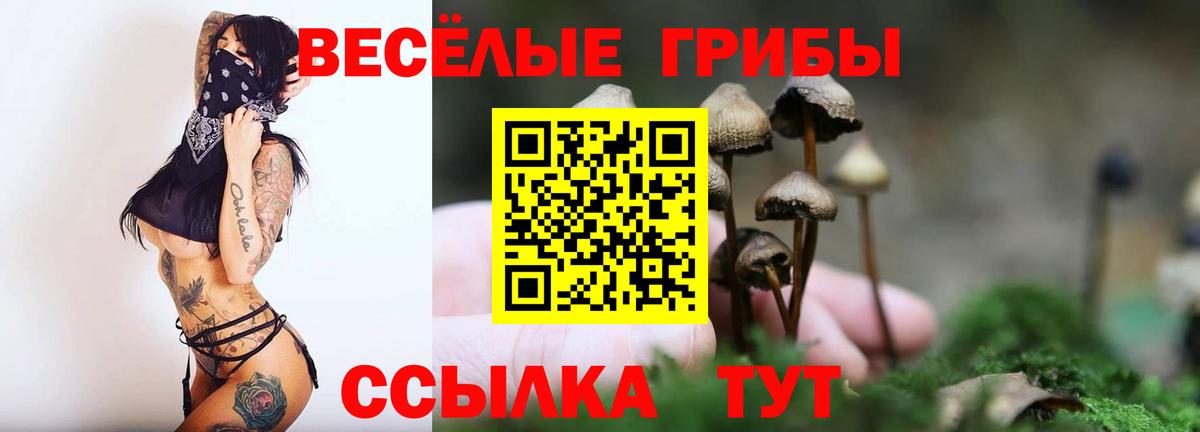 купить наркотики цена  Чернушка  Псилоцибиновые грибы GOLDEN TEACHER  Галлюциногенные грибы Magic Shrooms 